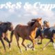 Horses and Cryptos